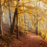How Sustainably Sourced Timber Supports Eco-Friendly Building Practices