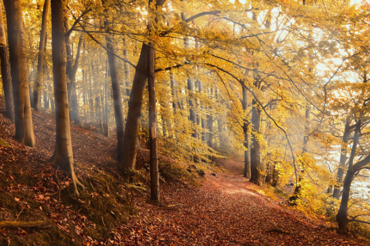 How Sustainably Sourced Timber Supports Eco-Friendly Building Practices