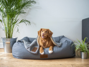 Keys to Evaluating Pet Ownership for Busy Entrepreneurs