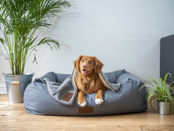 Keys to Evaluating Pet Ownership for Busy Entrepreneurs