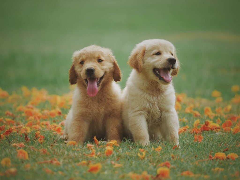 Adopt a dog near me