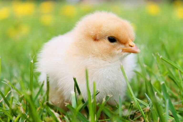 Best Weather Conditions for Moving Chicks Outdoors Safely