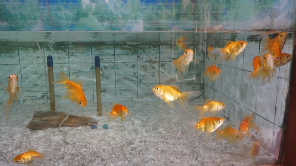 Can You Eat Goldfish