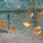 Can You Eat Goldfish