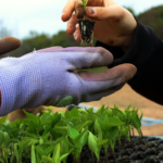 A Comprehensive Guide To This Unique Galactic Earthy Cultivar