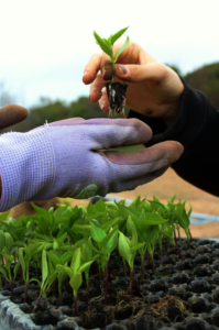 A Comprehensive Guide To This Unique Galactic Earthy Cultivar