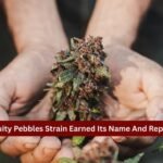 How Fruity Pebbles Strain Earned Its Name And Reputation