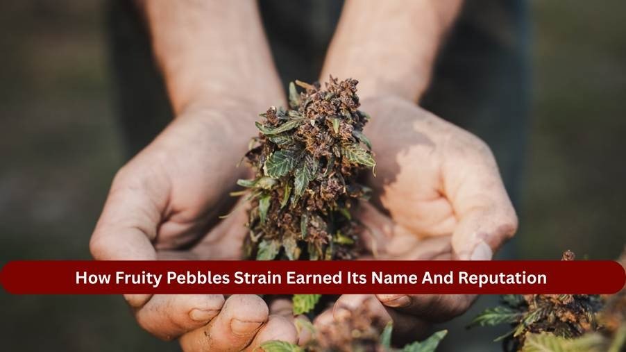 How Fruity Pebbles Strain Earned Its Name And Reputation