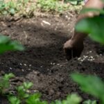 FOOD PLOT SEEDS