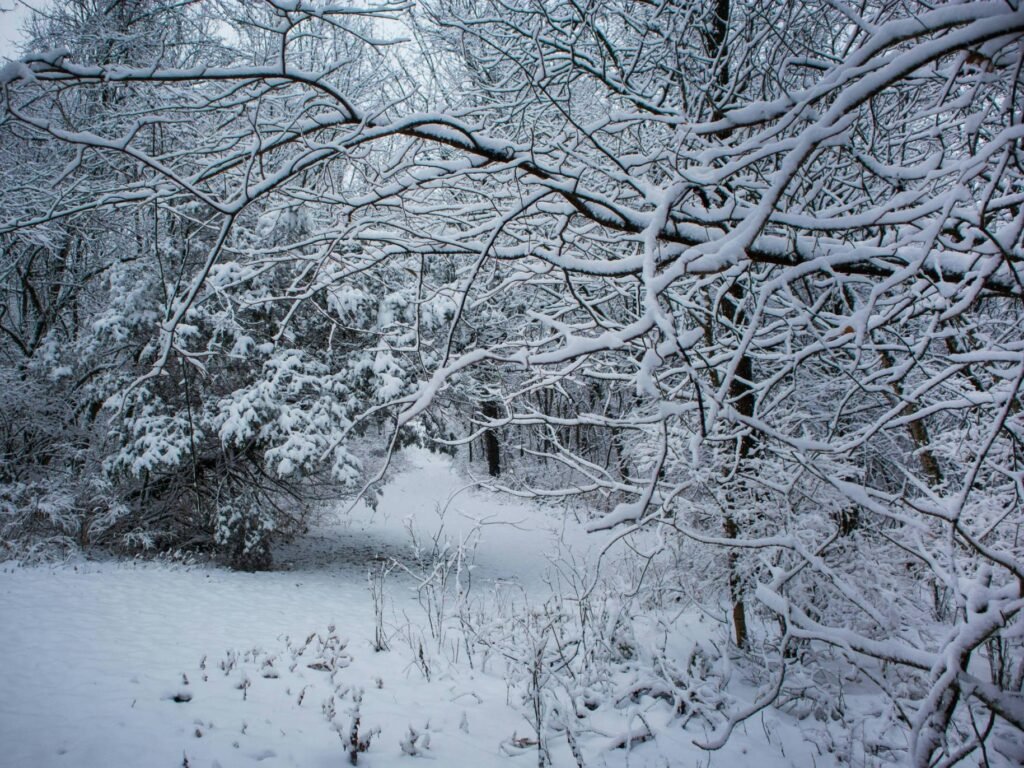 Snowhiter A Journey Through Snow-Covered Landscapes