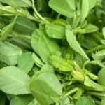 Tonghou The Vibrant Green Superfood