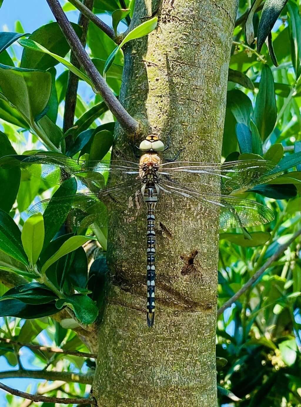 What Does The Dragonfly Symbolize?