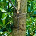 What Does The Dragonfly Symbolize?