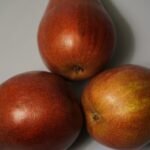 Navigator Pear An Ultimate Guide to Pyrus x 'durpsn303'