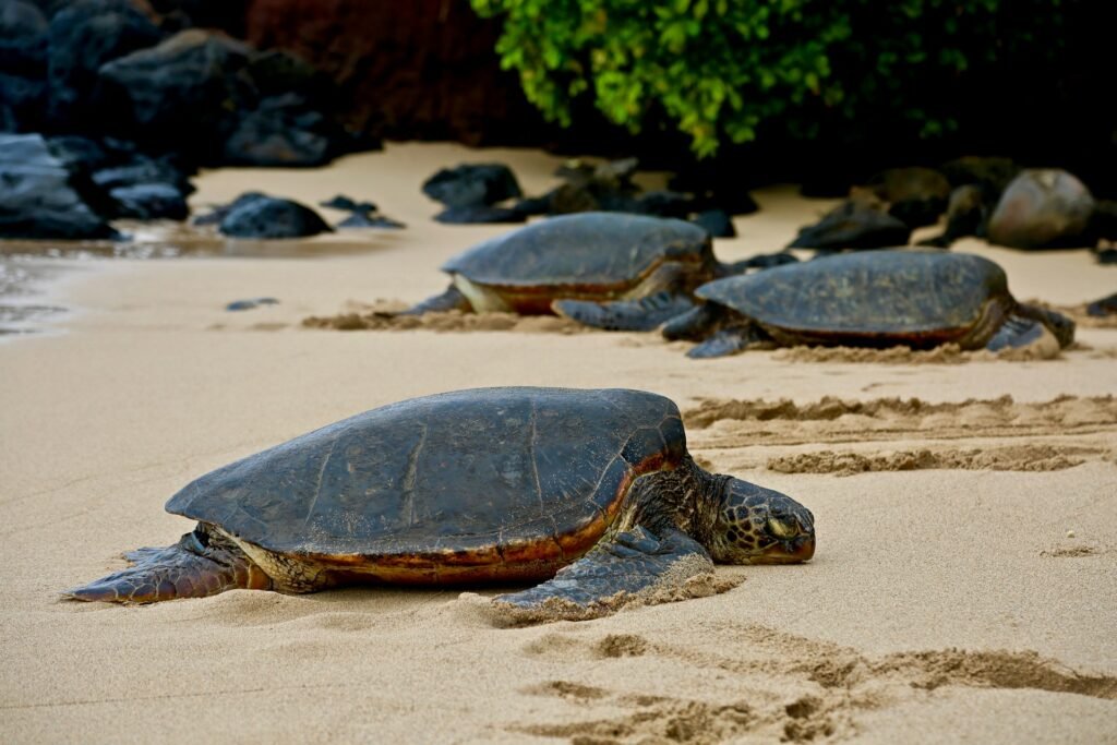 Costa Rica green season wildlife turtle nesting Tortuguero