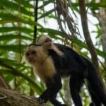 Costa Rica National Parks 2026-All 29 Parks, Costs & How to Book
