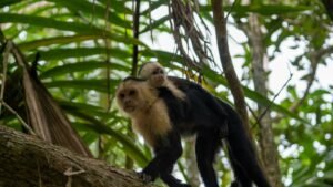 Costa Rica National Parks 2026-All 29 Parks, Costs & How to Book