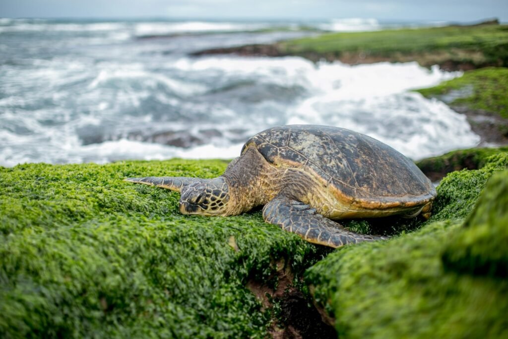 Green sea turtle nesting Tortuguero Costa Rica July