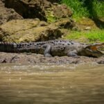 Costa Rica Wildlife Watching 2026-Species, Seasons & Honest Tips