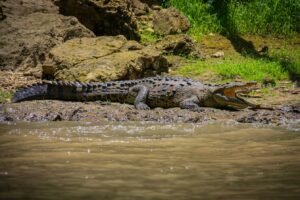 Costa Rica Wildlife Watching 2026-Species, Seasons & Honest Tips
