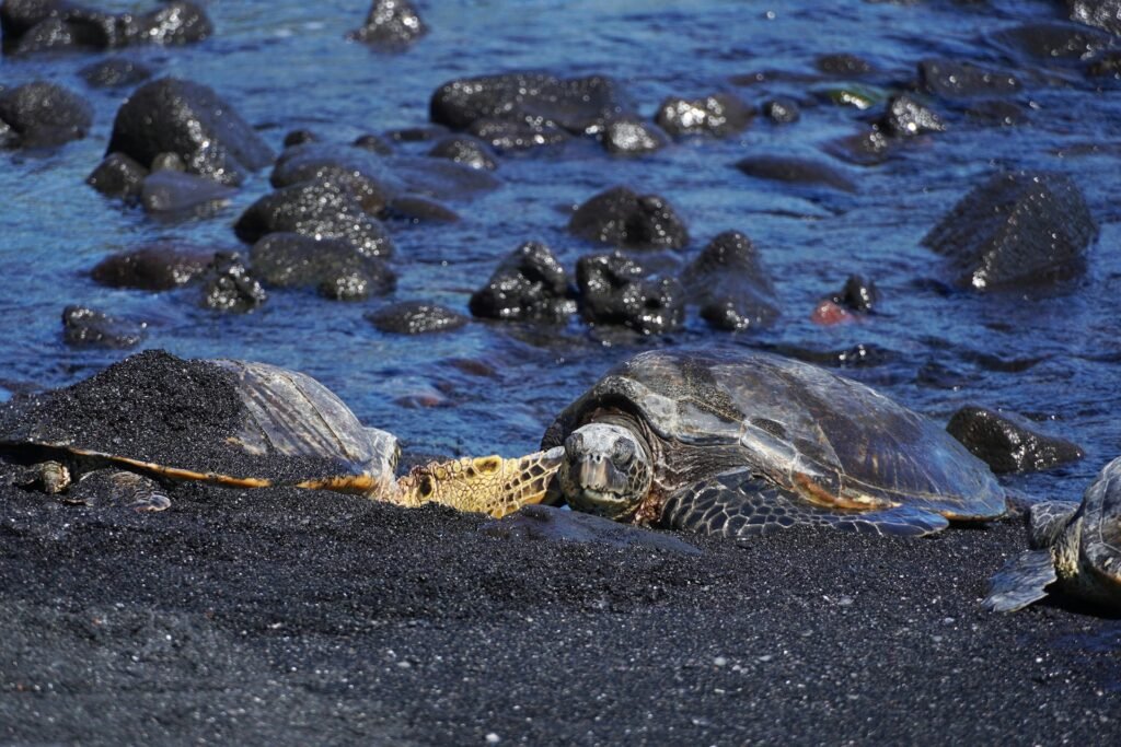 Wildlife Viewing Highlights Costa Rica