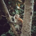 Costa Rica ecological tourism — howler monkey in cloud forest canopy, Monteverde